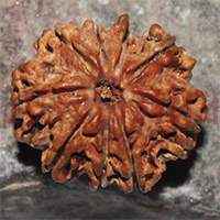 9 mukhi 40- 23x20x17